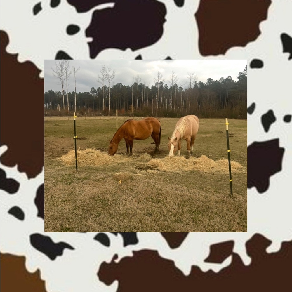 𝙹𝚊𝚗𝚗𝚊𝚑 𝙿𝚛𝚊𝚝𝚑𝚎𝚛 🤍 - Picture 2 of 3